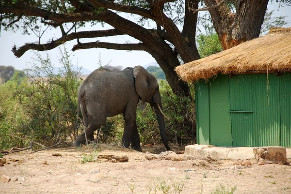 Слон между бунгало в саванна-Танзания-Африка — стоковое фото