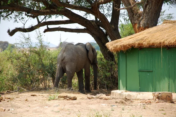 Savannah-Tanzanya-Afric içinde bungalov arasında bir fil — Stok fotoğraf