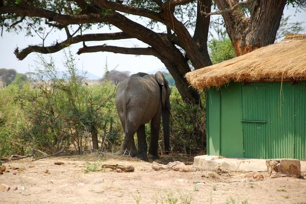 Un elefante entre los bungalows en la sabana-Tanzania-Africa —  Fotos de Stock