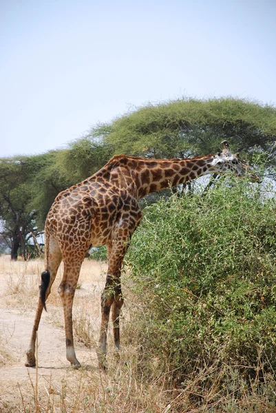 Jeden den Safari v parku Ruaha v Tanzanii-Afrika — Stock fotografie