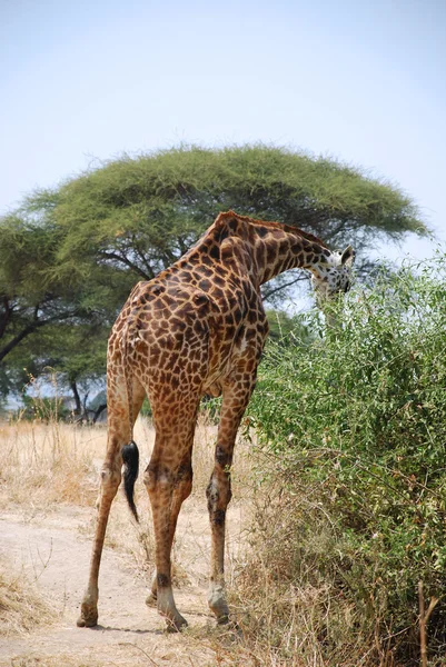 Un día de Safari en el Parque Ruaha en Tanzania-África — Foto de Stock