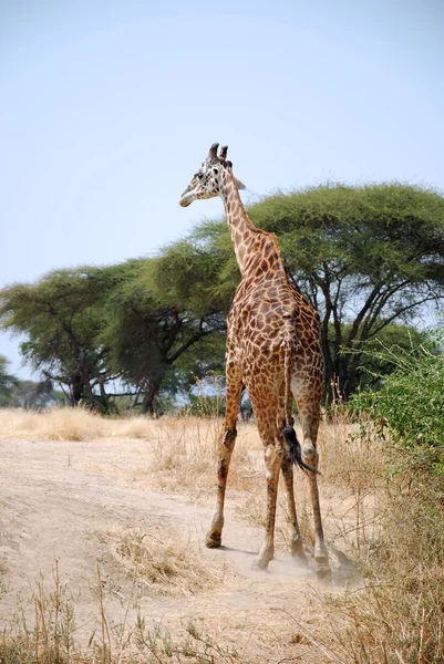 Jeden den Safari v parku Ruaha v Tanzanii-Afrika — Stock fotografie