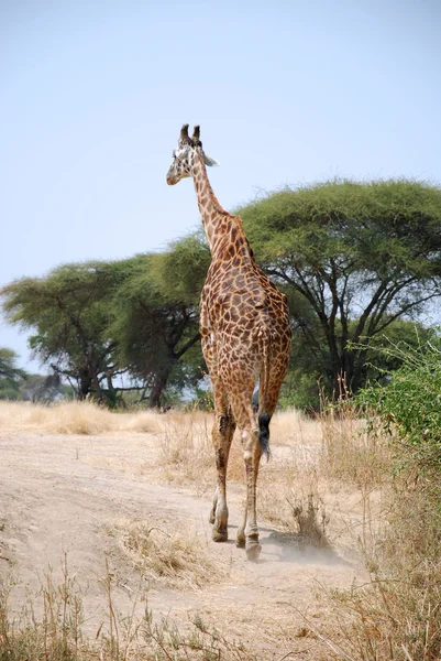 Jeden den Safari v parku Ruaha v Tanzanii-Afrika — Stock fotografie