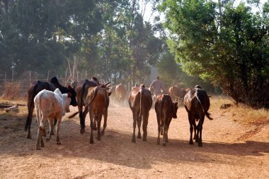 Afrika çobanları küçük inekler otlatma-Tanzanya-Afric sürüleri getirmek