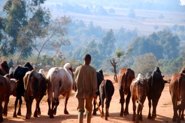 Afrika çobanları küçük inekler otlatma-Tanzanya-Afric sürüleri getirmek