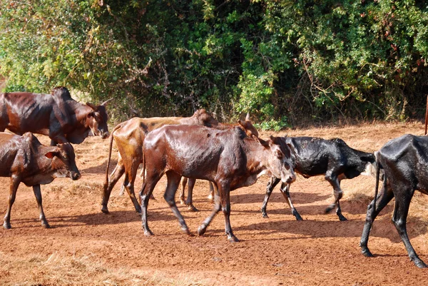 Africké pastevci přinést malé stáda krav pastva Tanzanie-Afric — Stock fotografie