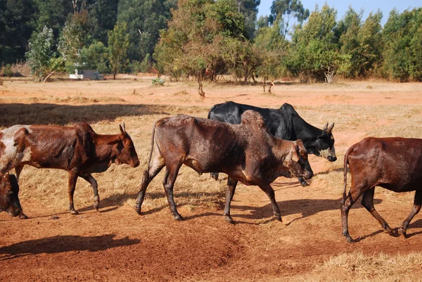 Africké pastevci přinést malé stáda krav pastva Tanzanie-Afric — Stock fotografie