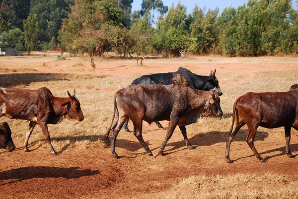 African herders bring small herds of cows grazing-Tanzania-Afric — Stock Photo, Image