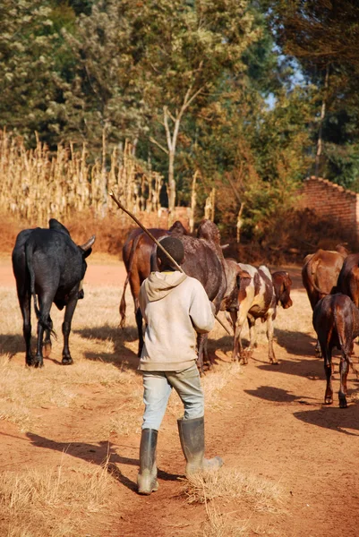 アフリカの遊牧民をもたらす牛放牧タンザニア Afric の小さな群れを作って — ストック写真