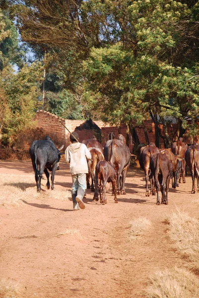 Africké pastevci přinést malé stáda krav pastva Tanzanie-Afric — Stock fotografie