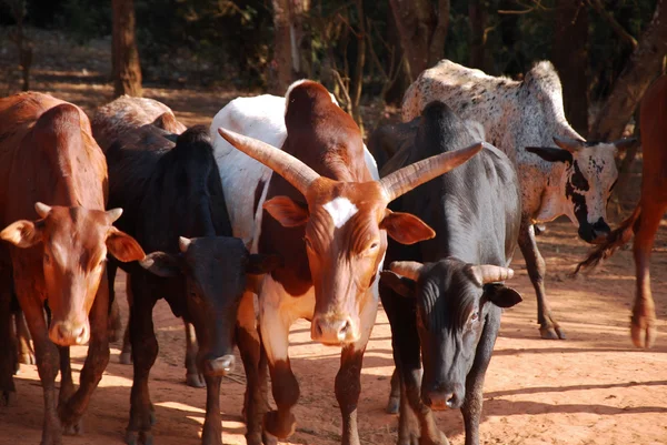 Afryki pasterzy przynieść małe stada krów wypas Tanzania-Afric — Zdjęcie stockowe