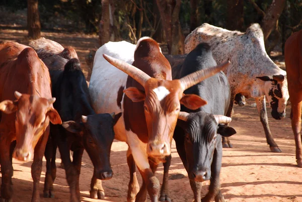 African herders bring small herds of cows grazing-Tanzania-Afric — Stock Photo, Image