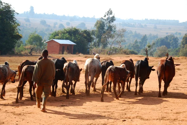 African herders bring small herds of cows grazing-Tanzania-Afric — Stock Photo, Image