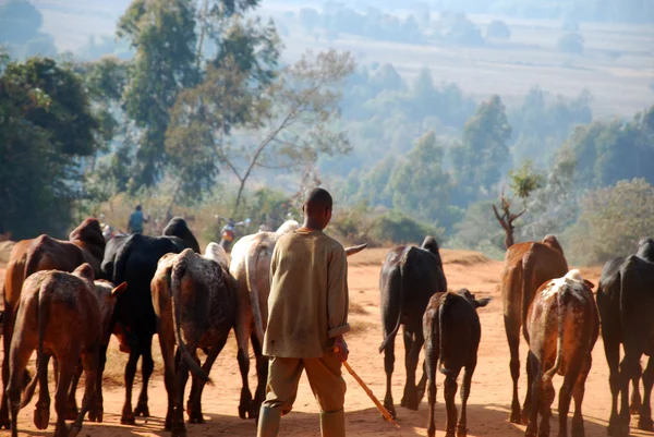 African herders bring small herds of cows grazing-Tanzania-Afric — Stock Photo, Image