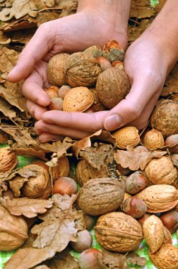 Özel bir teklif, ceviz, badem ve fındık