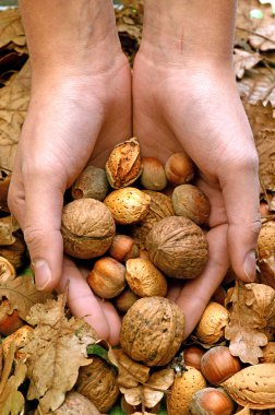 Özel bir teklif, ceviz, badem ve fındık