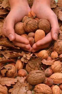 Özel bir teklif, ceviz, badem ve fındık
