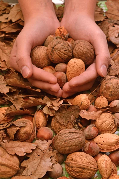 Een speciale aanbieding van walnoten, amandelen en hazelnoten — Stockfoto