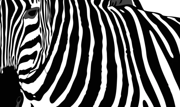 Zebra — Stock Photo, Image