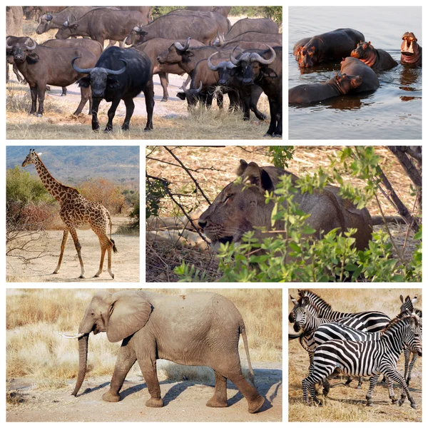 Safari en Tanzanie - Afrique — Photo