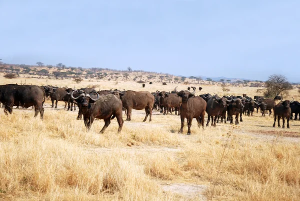 Afrikansk buffel - Tanzania - Afrika — Stockfoto