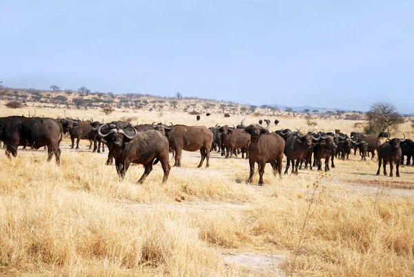 Buvol africký - Tanzanie - Afrika — Stock fotografie