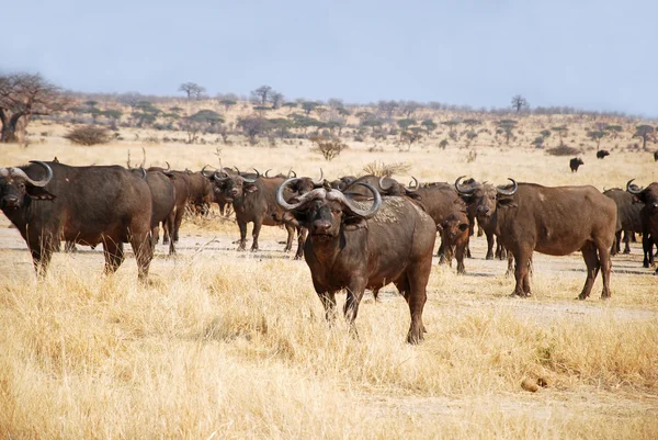 Afrikansk buffel - Tanzania - Afrika — Stockfoto