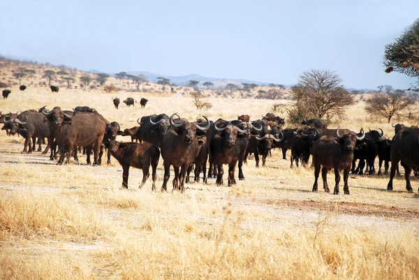 Afrikansk buffel - Tanzania - Afrika — Stockfoto