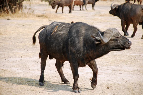 アフリカ水牛 - タンザニア - アフリカ — ストック写真