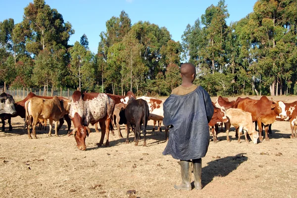 Ochránce krav - Tanzanie - Afrika — Stock fotografie