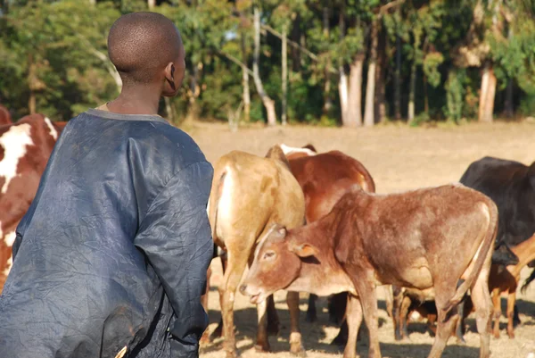Strażnik krowy - wieś Pomerini - Tanzania - Afryka — Zdjęcie stockowe