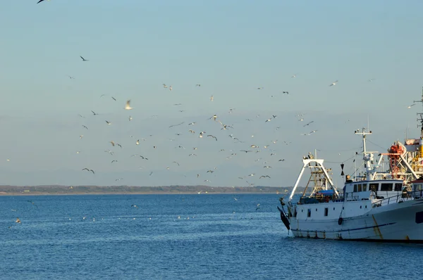 El vuelo de gaviotas entre los barcos pesqueros en el puerto de Anzio - Roma - Lacio —  Fotos de Stock