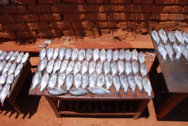 Taze balık Köyü Pomerini Pazar kabinlerde maruz 