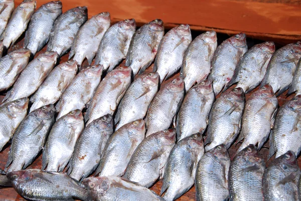 Pesce fresco esposto sulle bancarelle del mercato del borgo Pomerini — Foto Stock