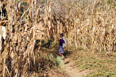 Bir Afrikalı Çocuk, Tanzanya, Afrika 81 okuldan dönüş