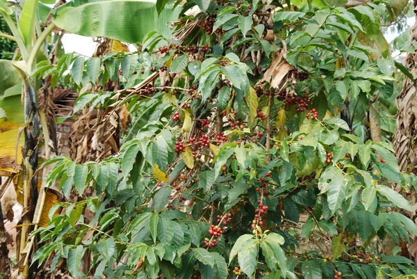 La planta de café - Tanzania - África 54 — Foto de Stock