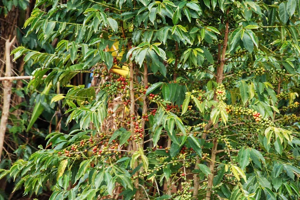 The coffee plant - Tanzania - Africa 50 — Stock Photo, Image