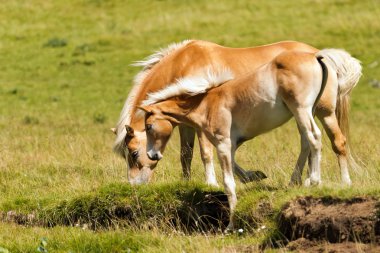 Kahverengi ve beyaz Mare tayı ile