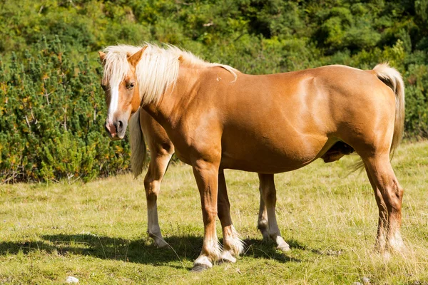 Brun och vit sto med föl — Stockfoto