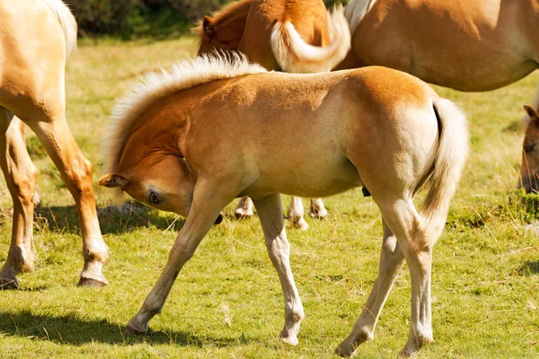 Foal marrón y blanco — Foto de Stock