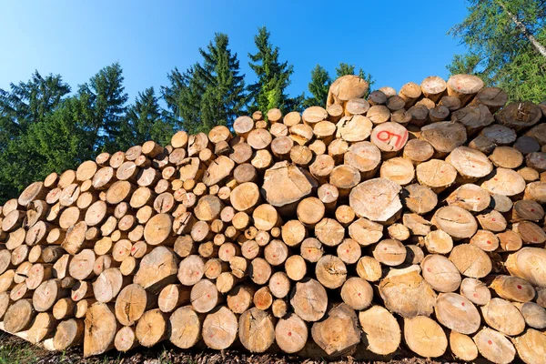 Houten logboeken met Forest op achtergrond — Stockfoto