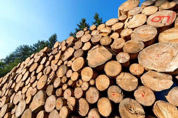 Troncos de madera con árboles de pinos — Foto de Stock
