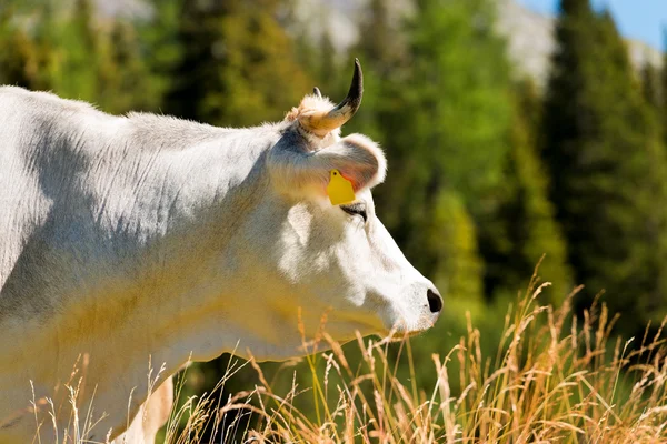 Vache blanche en montagne — Photo