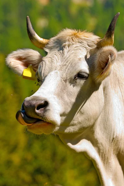 Bílá kráva s jazykem trčí — Stock fotografie