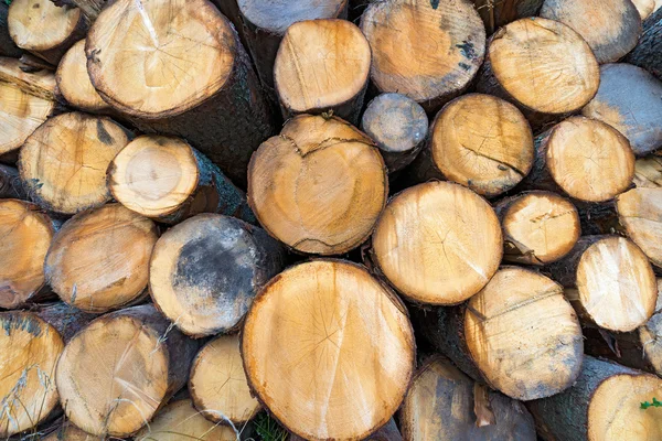 Houten logboeken van Pine gestapeld — Stockfoto