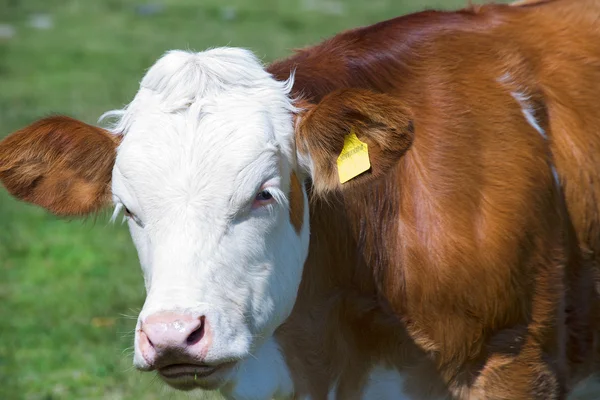 White and Brown Calf Cow Royalty Free Stock Photos