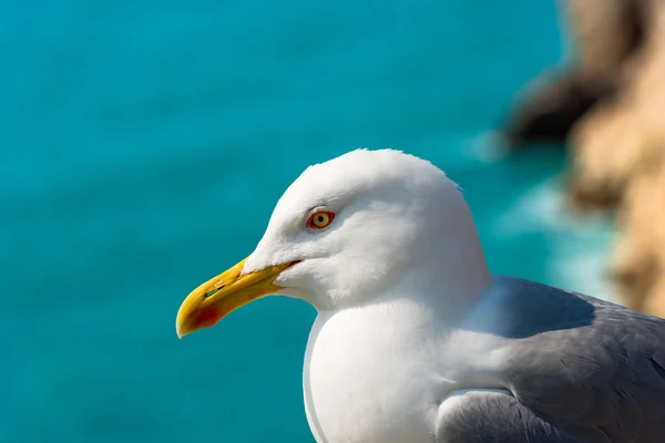 Gaviota en el acantilado —  Fotos de Stock