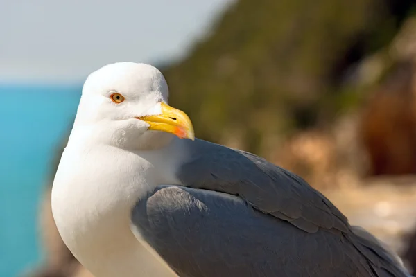 Gaviota en el acantilado —  Fotos de Stock