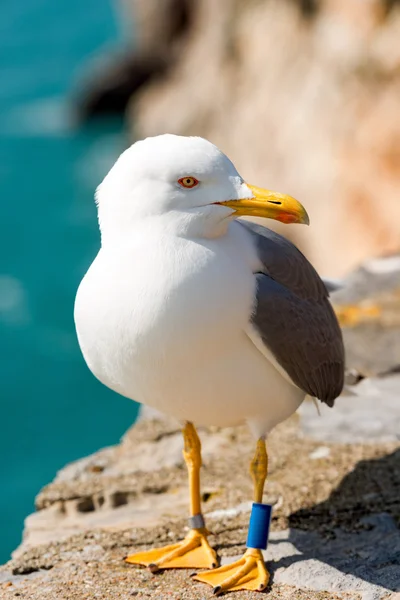 Gaviota en el acantilado —  Fotos de Stock