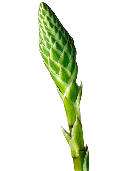 Bocciolo di fiore di aloe vera isolato su bianco — Foto Stock